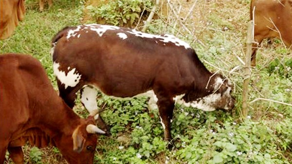 Nguyên nhân và cách trị bệnh chướng hơi dạ cỏ ở trâu bò