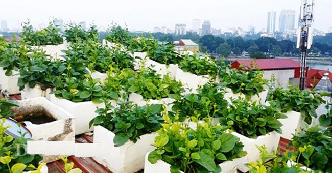 Cách trồng rau sạch tại nhà thì trồng bằng chậu xốp là đơn giản và dễ thực hiện nhất.