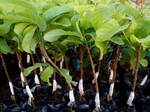 Kỹ thuật trồng và chăm sóc cây Na Thái